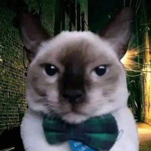 Meet your Posher, Audrey